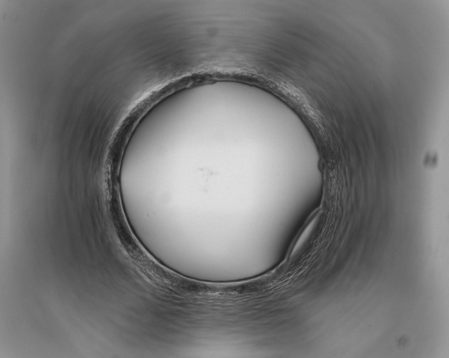 X0000096200680200802151526