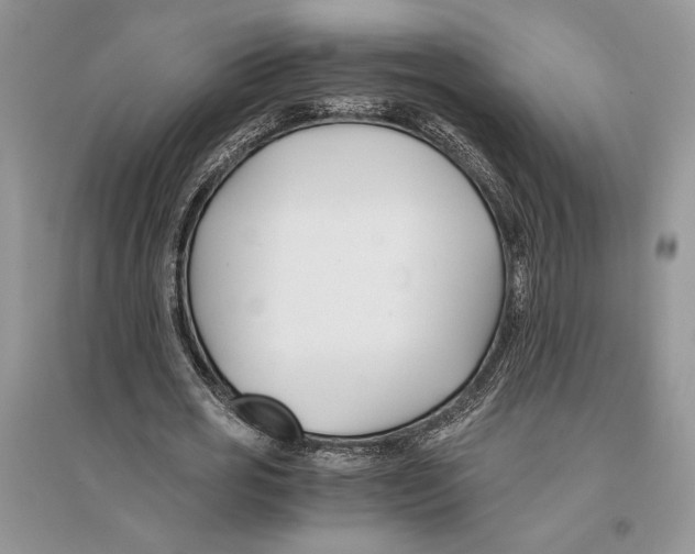 X0000096200725200802151525