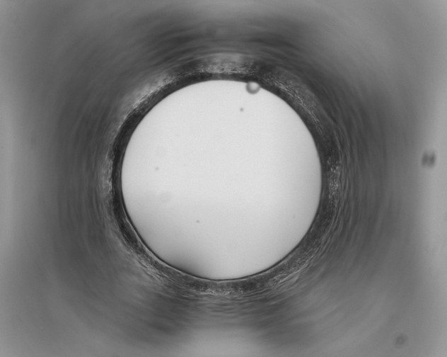 X0000096200727200802151525