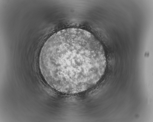 X0000096200769200802151525