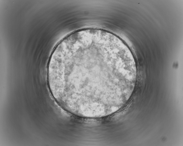 X0000096200807200802151524