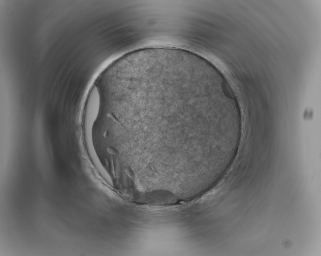 X0000096200864200802151524