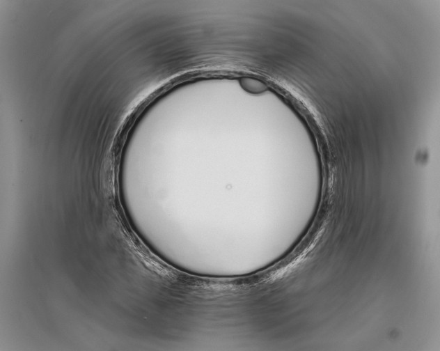 X0000096200925200802151522