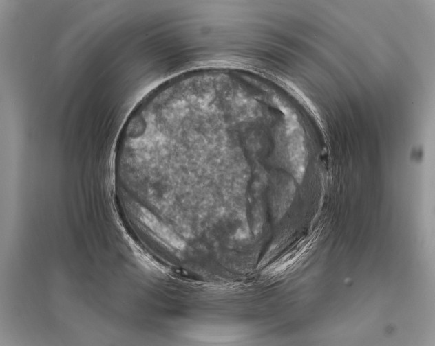 X0000096200988200802151521