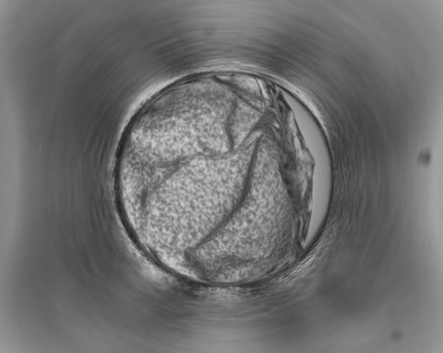 X0000096200995200802151521