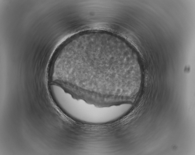 X0000096201024200802151521