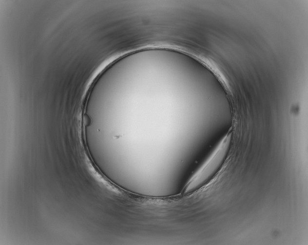 X0000096201100200802151520