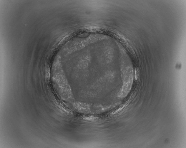 X0000096201155200802151519