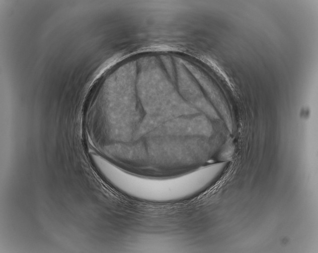 X0000096201173200802151519