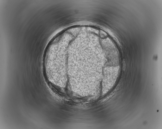 X0000096201229200802151518