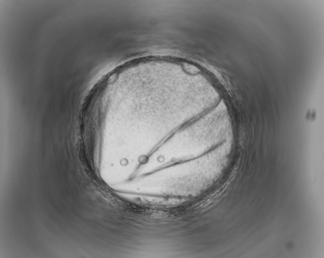 X0000096201263200802151517