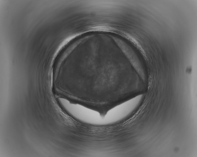 X0000096201323200802151517