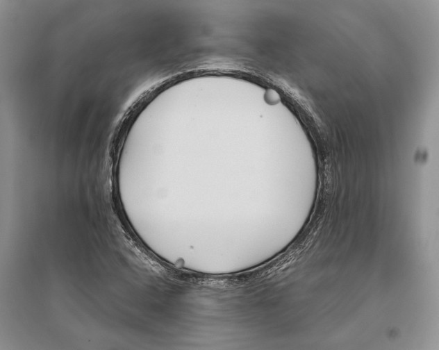 X0000096201408200802151515