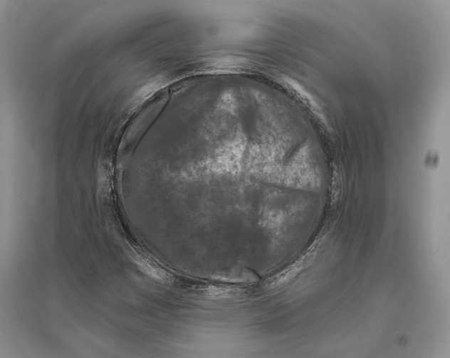 X0000096201449200802151514