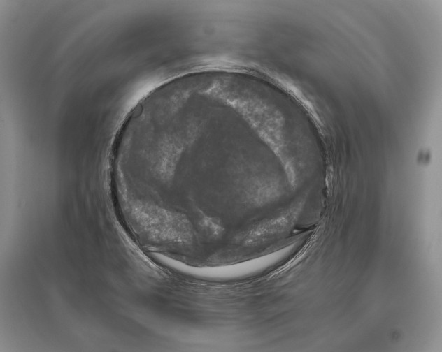 X0000096201463200802151514