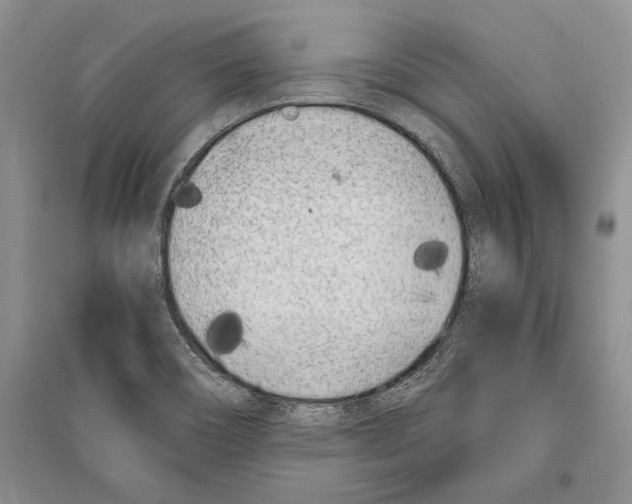 X0000096201466200802151514