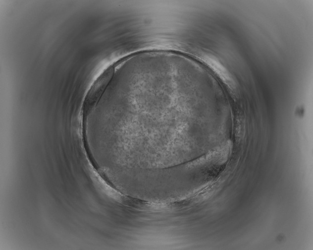 X0000096201468200802151514