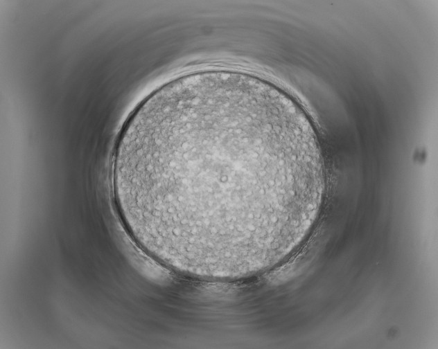 X0000096201514200802151513