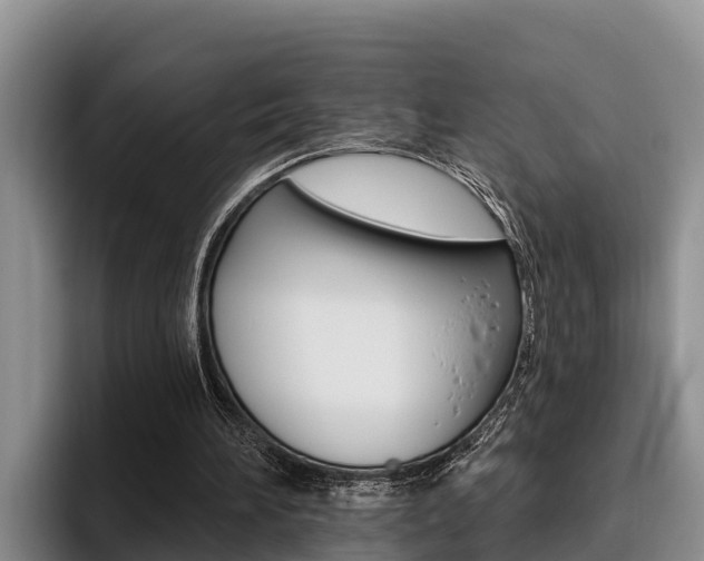 X0000096210196200801181016