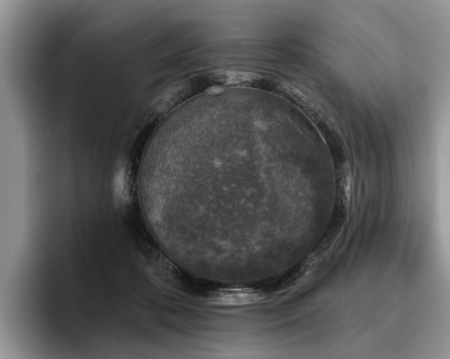 X0000096210316200801181435