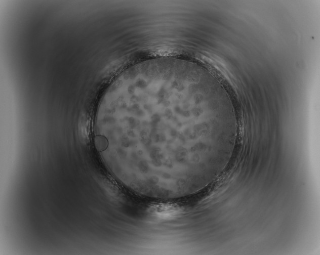 X0000096210503200801181433