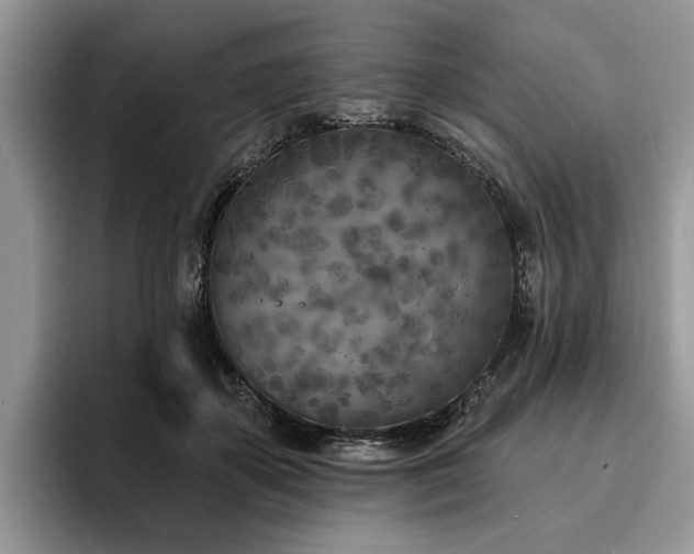 X0000096210507200801181433