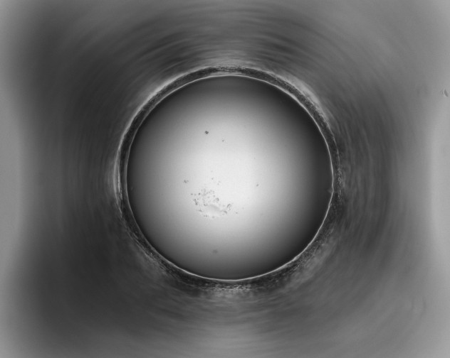 X0000096210887200801181428