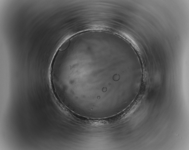 X0000096210899200801181428