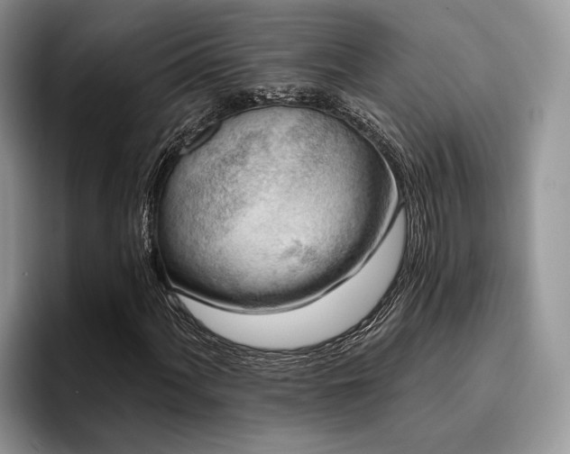 X0000096211060200801181426