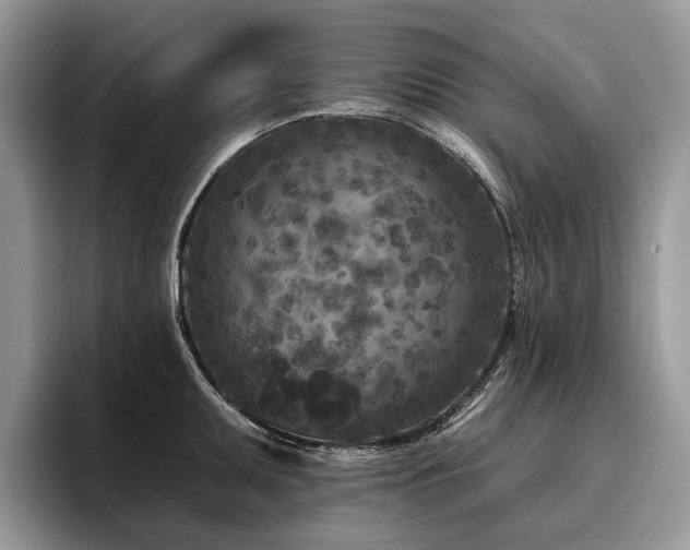 X0000096211095200801181425