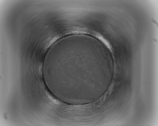 X0000096210009200801251044