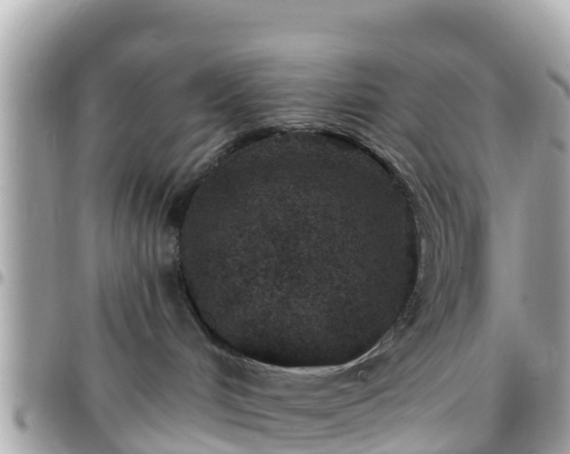 X0000096210048200801251044