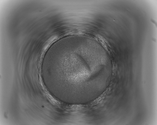 X0000096210145200801251042