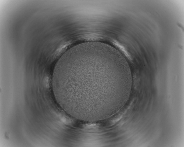 X0000096210161200801251042