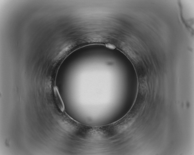 X0000096210207200801251042