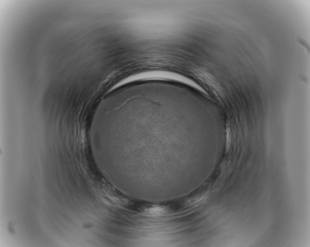 X0000096210312200801251040