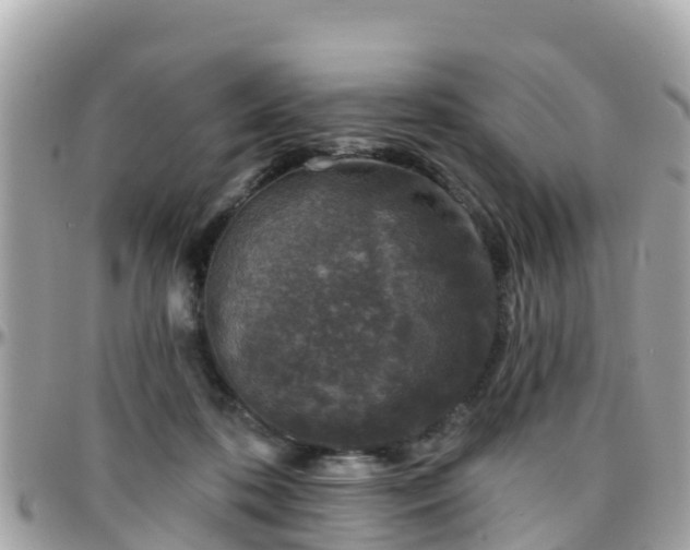 X0000096210316200801251040