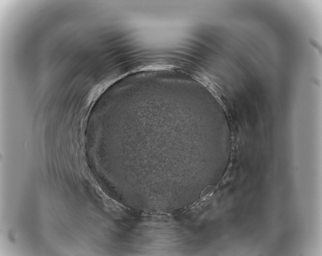 X0000096210337200801251039