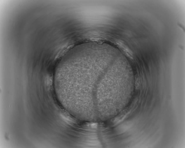 X0000096210365200801251039