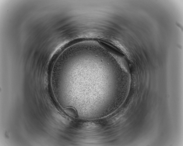 X0000096210392200801251039