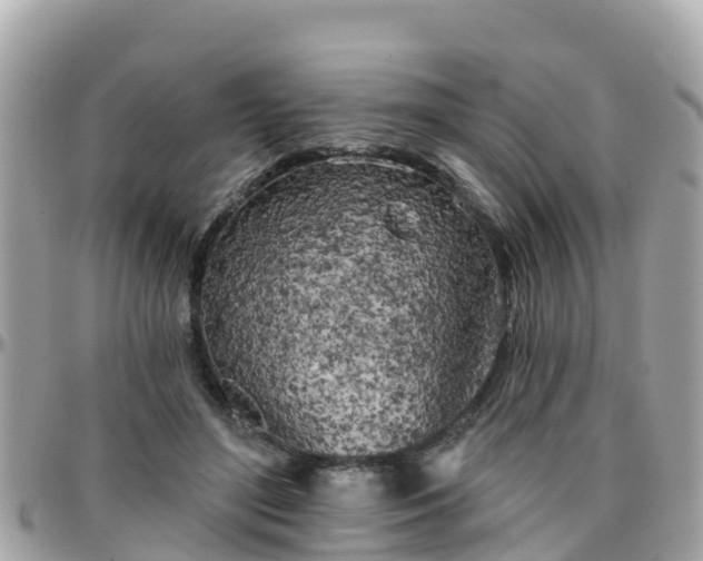 X0000096210500200801251037