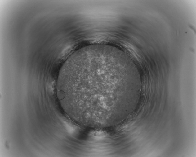 X0000096210503200801251037