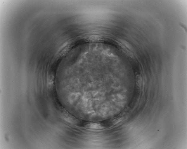 X0000096210507200801251037