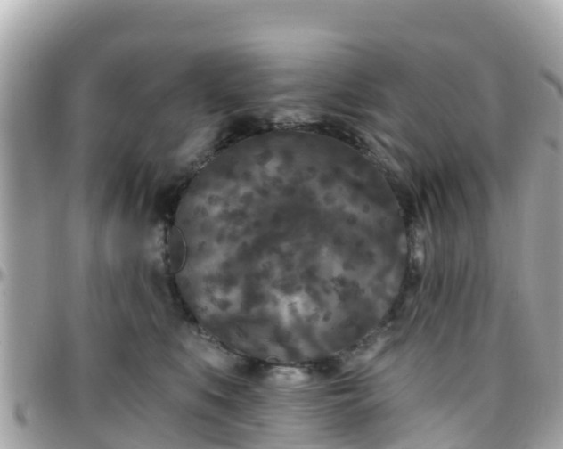 X0000096210519200801251037