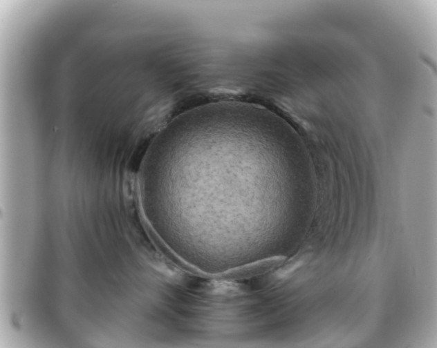 X0000096210528200801251037