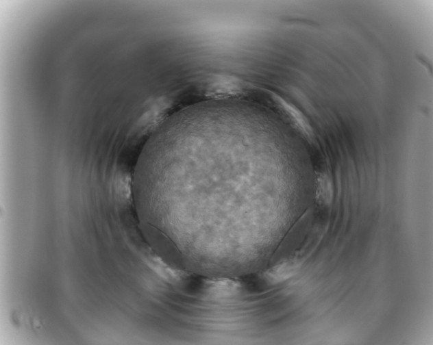 X0000096210621200801251036