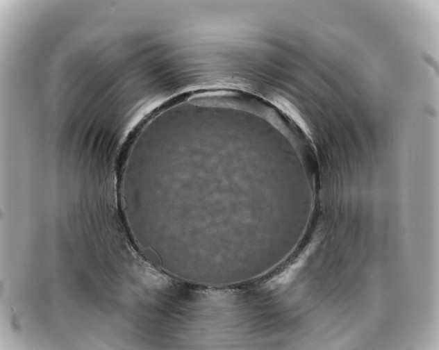 X0000096210781200801251033