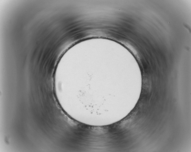 X0000096210807200801251033