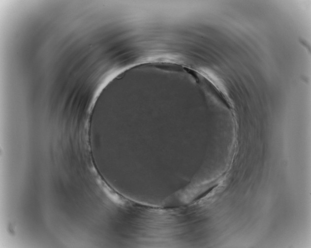 X0000096210816200801251033