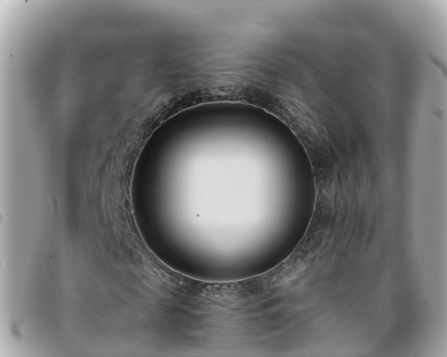 X0000096210817200801251032